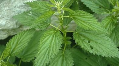 herbal decoctions for the treatment of varicose veins