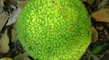 recipes for infusions to treat varicose veins